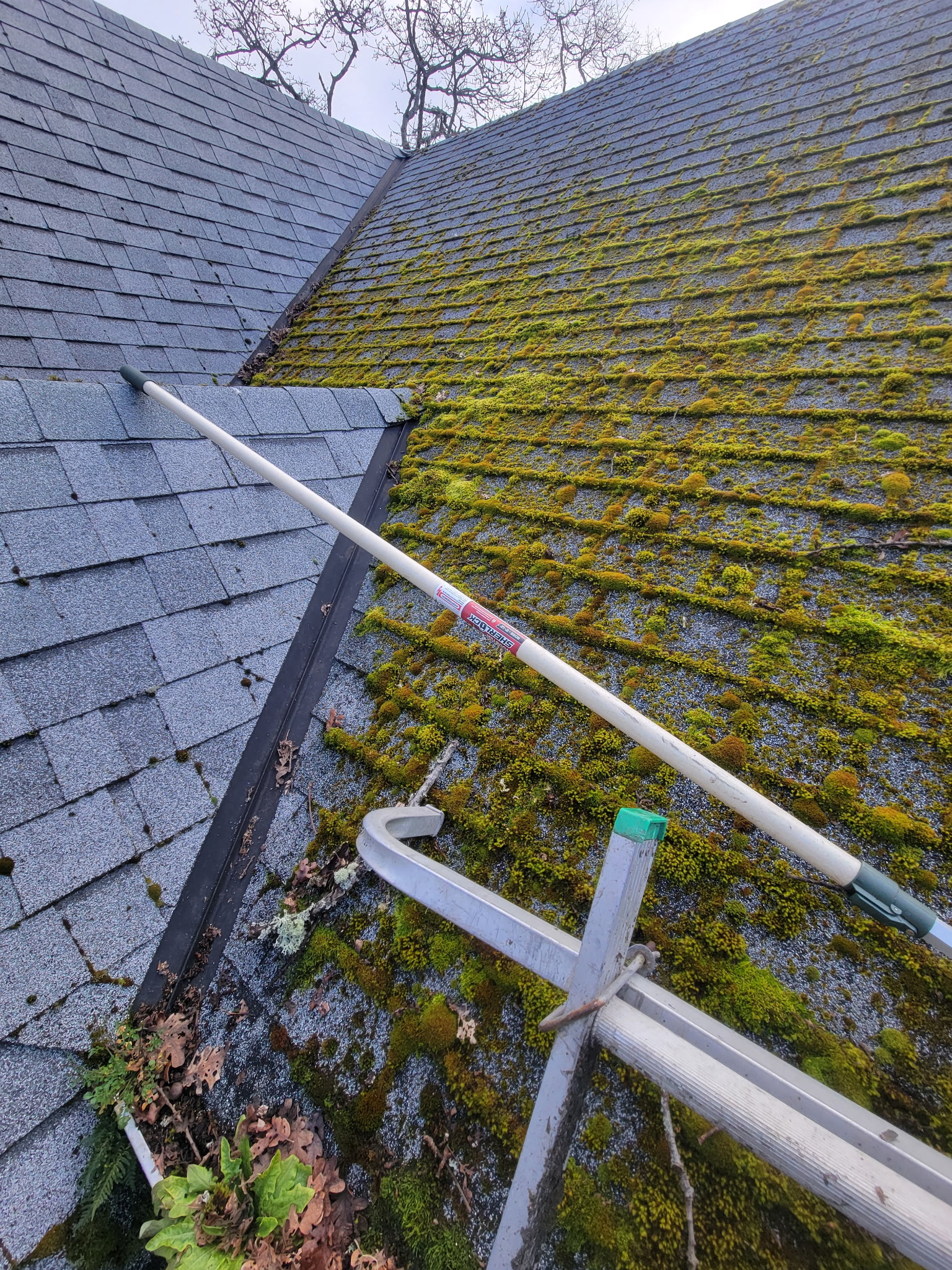 A close view of moss growing between asphalt shingles